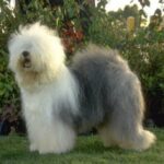 Old English Sheepdog