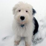 Old English Sheepdog
