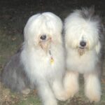 Old English Sheepdog