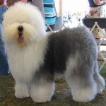 Old English Sheepdog