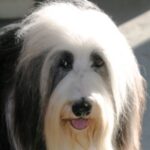 Old English Sheepdog