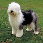 Old English Sheepdog