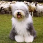Old English Sheepdog