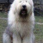 Old English Sheepdog