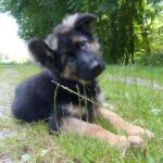 Old German Shepherd Dog