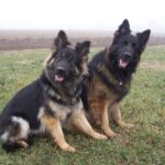 Old German Shepherd Dog