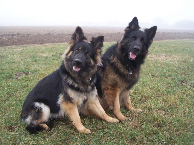 Old German Shepherd Dog