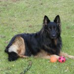 Old German Shepherd Dog
