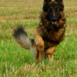 Old German Shepherd Dog