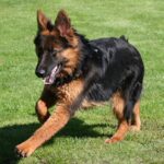 Old German Shepherd Dog