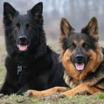 Old German Shepherd Dog
