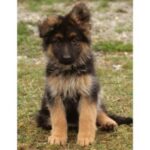 Old German Shepherd Dog
