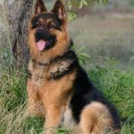 Old German Shepherd Dog