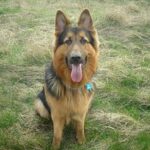 Old German Shepherd Dog