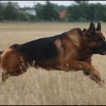 Old German Shepherd Dog