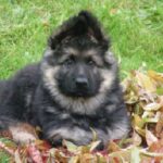 Old German Shepherd Dog