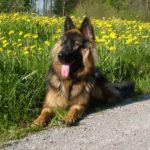 Old German Shepherd Dog