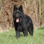 Old German Shepherd Dog
