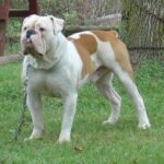 Olde Boston Bulldogge