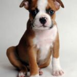 Olde Boston Bulldogge