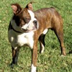 Olde Boston Bulldogge