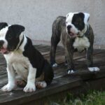 Olde Boston Bulldogge