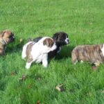 Olde English Bulldogge