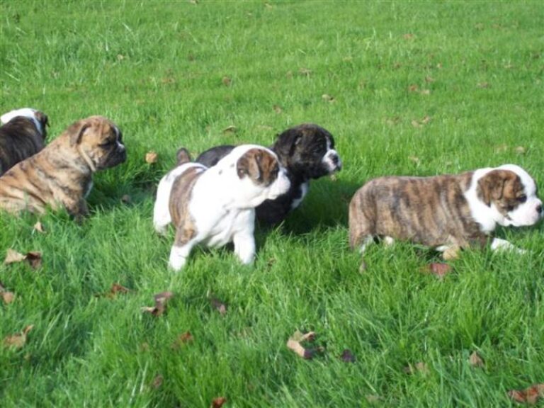 Olde English Bulldogge