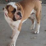 Olde English Bulldogge