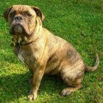 Olde English Bulldogge