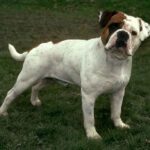 Olde English Bulldogge