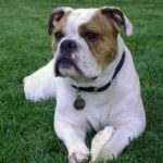 Olde English Bulldogge