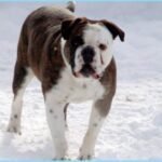 Olde English Bulldogge