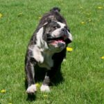 Olde English Bulldogge