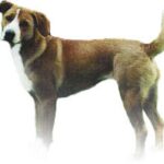 Østerriksk Pinscher