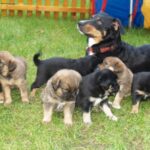 Østerriksk Pinscher