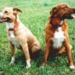 Østerriksk Pinscher