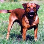 Østerriksk Pinscher