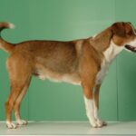 Østerriksk Pinscher