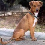 Østerriksk Pinscher