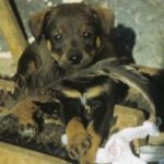 Østerriksk Pinscher