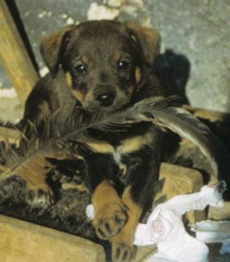 Østerriksk Pinscher