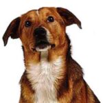 Østerriksk Pinscher