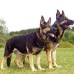 Østeuropeisk gjeterhund