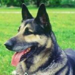 Østeuropeisk gjeterhund