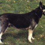 Østeuropeisk gjeterhund