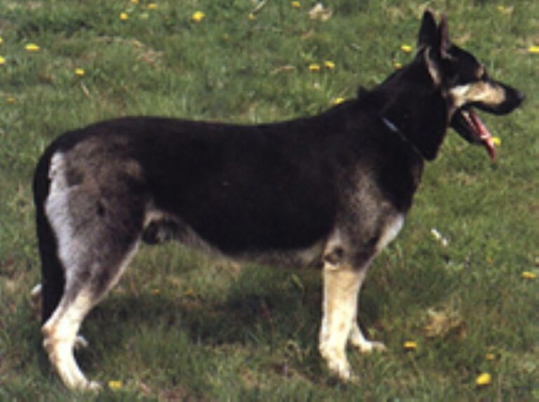 Østeuropeisk gjeterhund