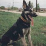Østeuropeisk gjeterhund