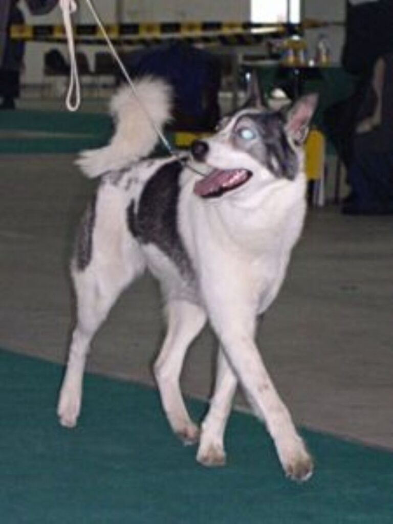 Østsibirsk Laika