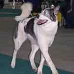 Østsibirsk Laika